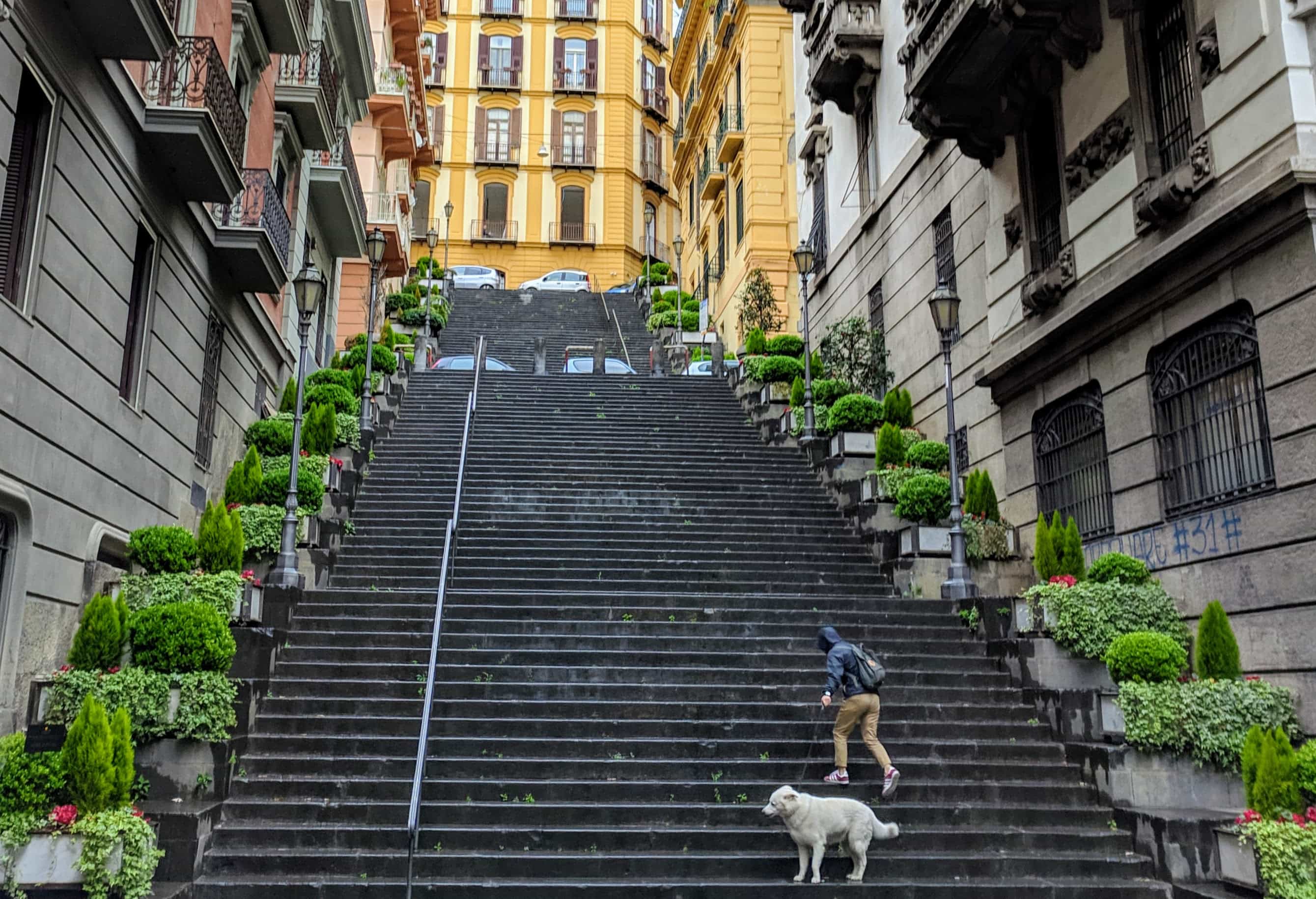 Naples Italy Dog